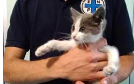Gattino in autostrada salvo grazie a Enpa